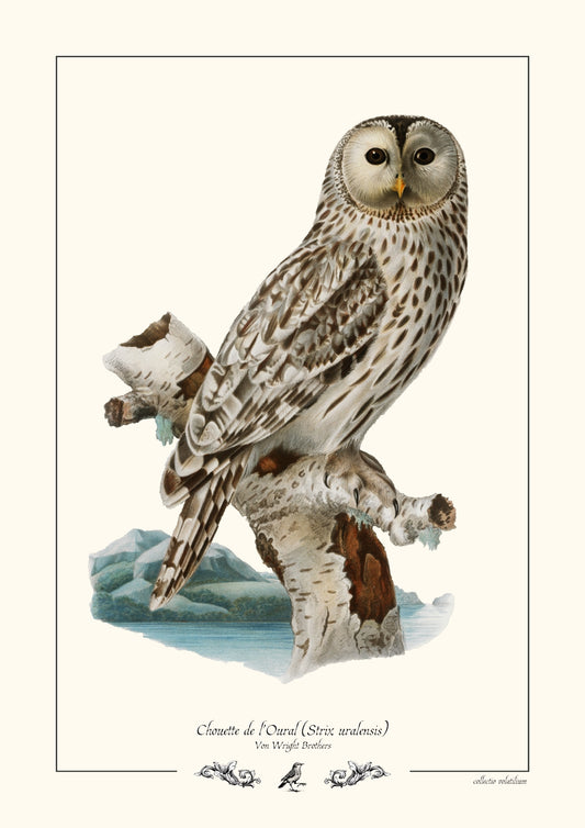 Chouette de l’Oural