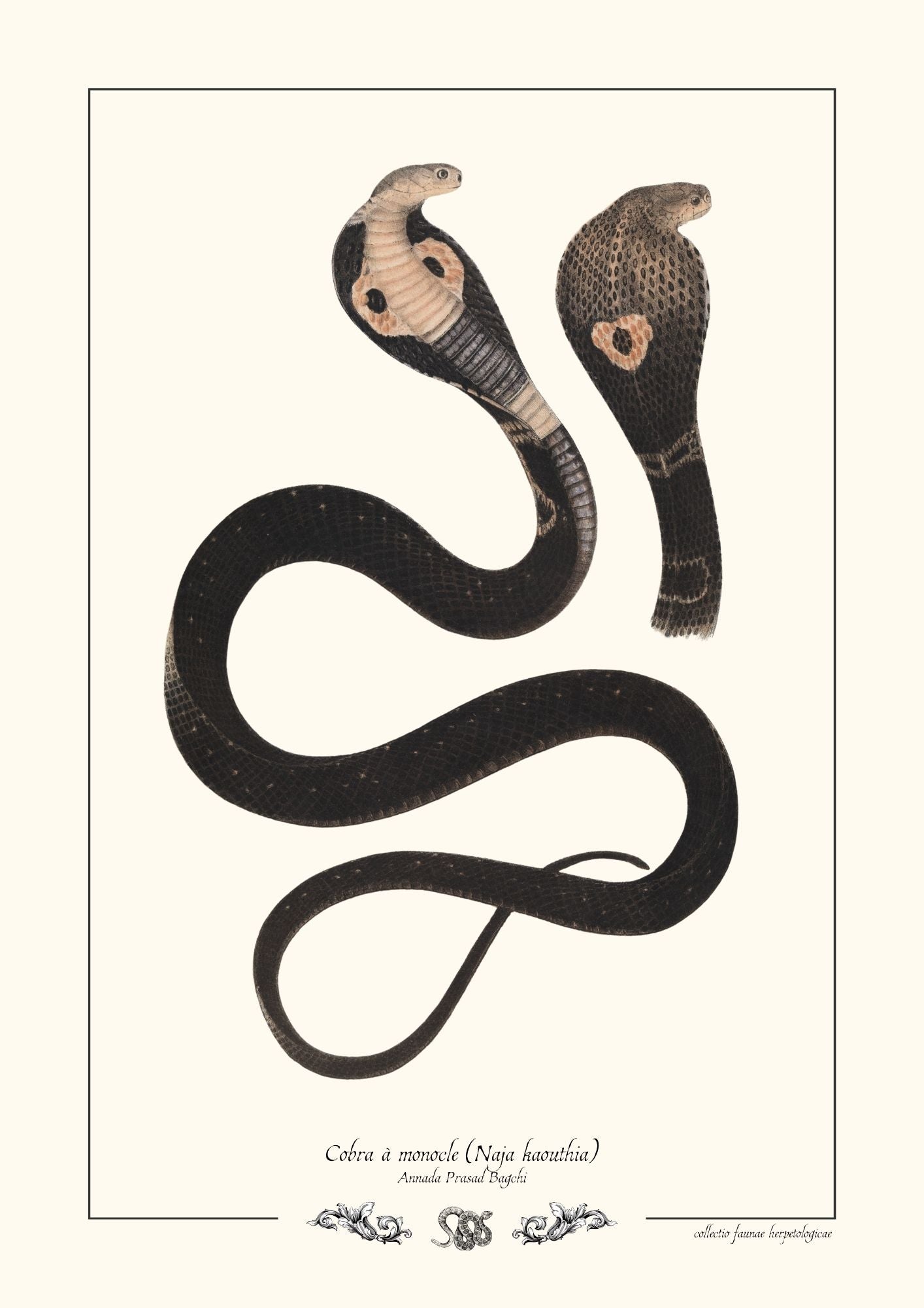 Cobra à monocle