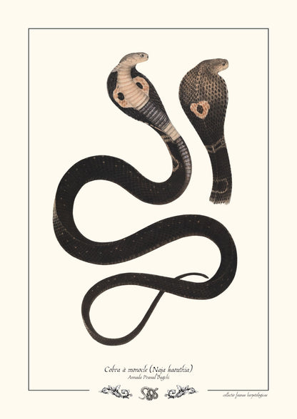 Cobra à monocle