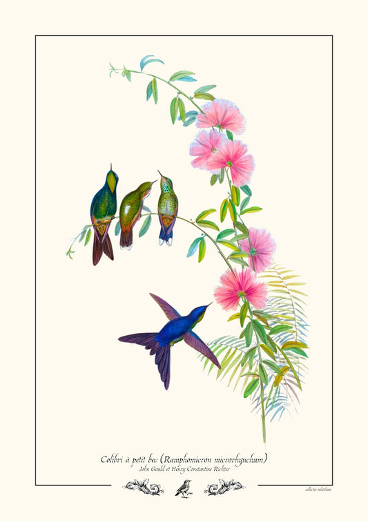 Colibri à petit bec