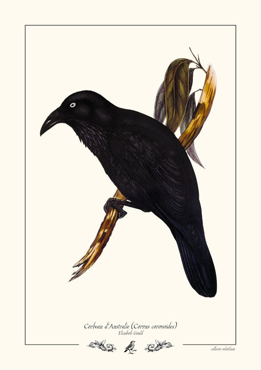 Corbeau d'Australie