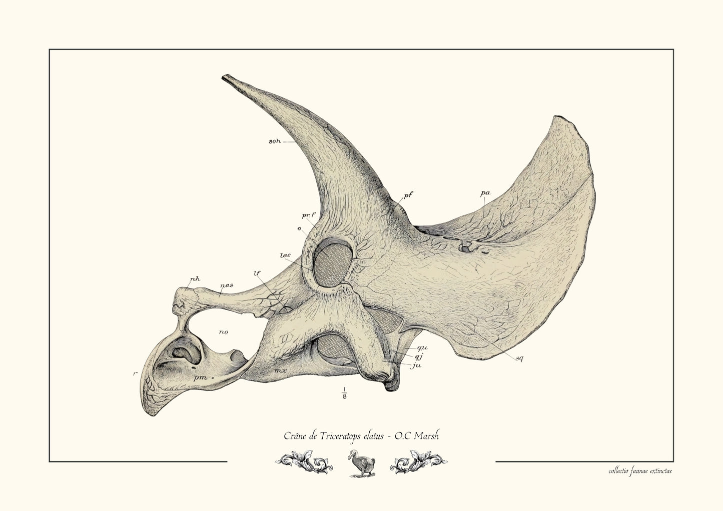 Crâne de Triceratops elatus