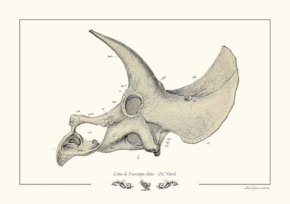 Crâne de Triceratops elatus