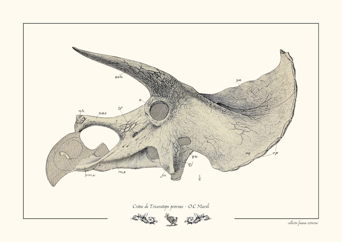 Crâne de Triceratops prorsus