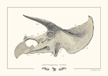 Crâne de Triceratops prorsus
