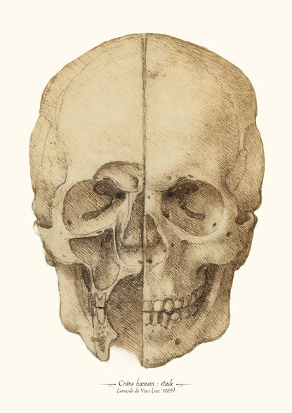 Crâne humain - De Vinci