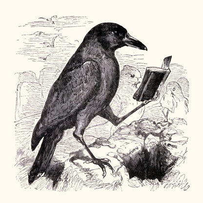 Corbeau érudit
