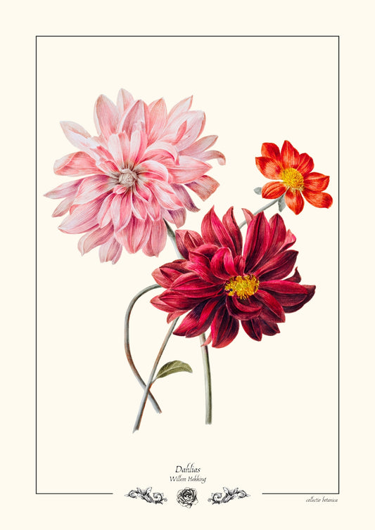 Dahlias