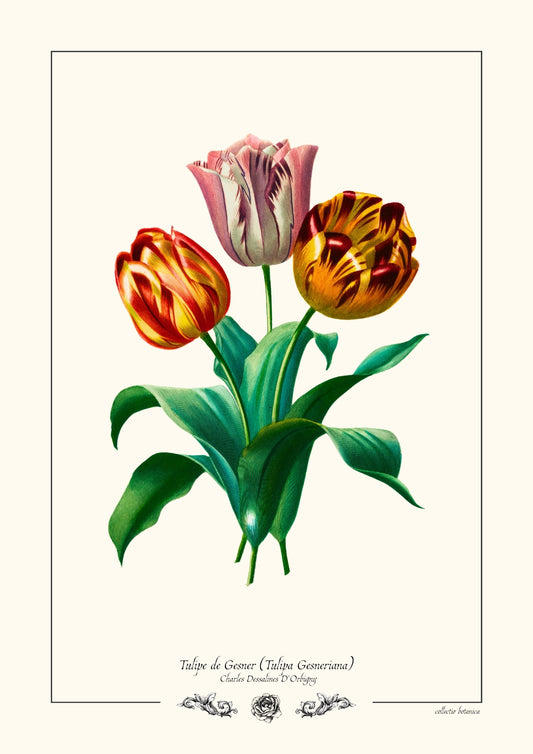 Tulipe de Gesner
