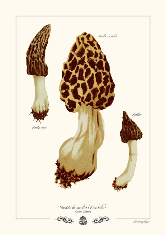 Variétés de morilles