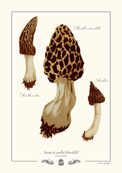 Variétés de morilles