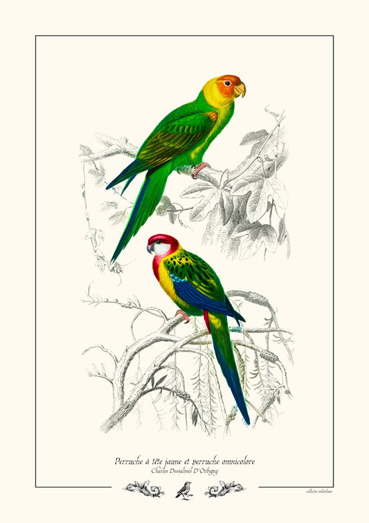 Perruche à tête jaune et perruche omnicolore