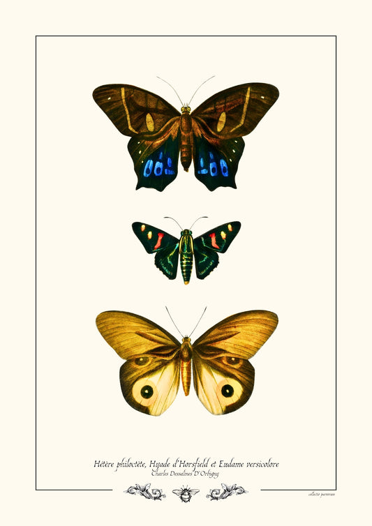 Hétère philoctète, Hyade d’Horsfield et Eudame versicolore