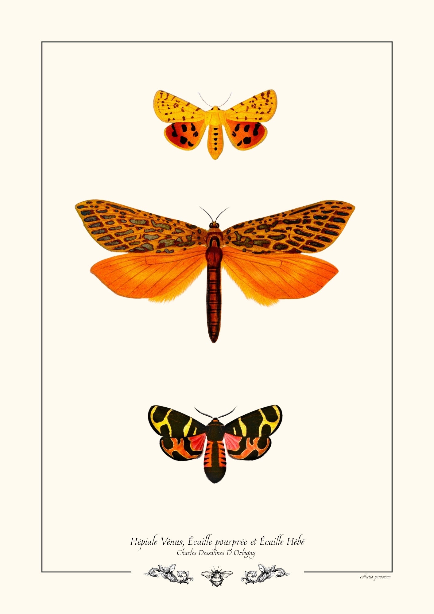 Hépiale Vénus, Écaille pourprée et Écaille Hébé