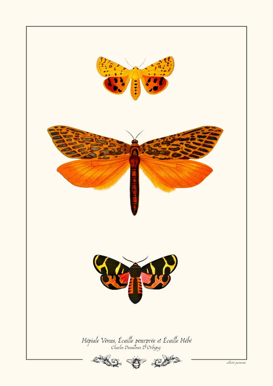 Hépiale Vénus, Écaille pourprée et Écaille Hébé