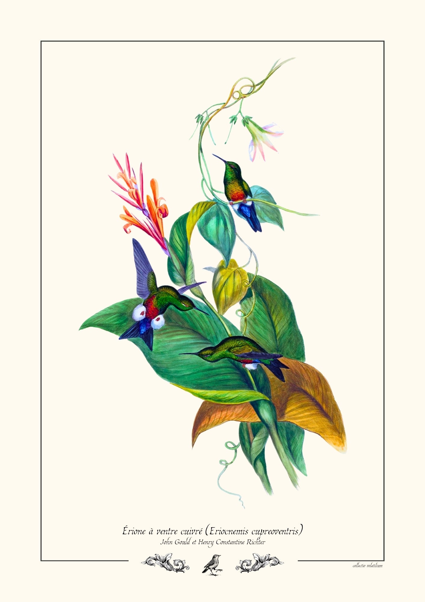 Érione à ventre cuivré