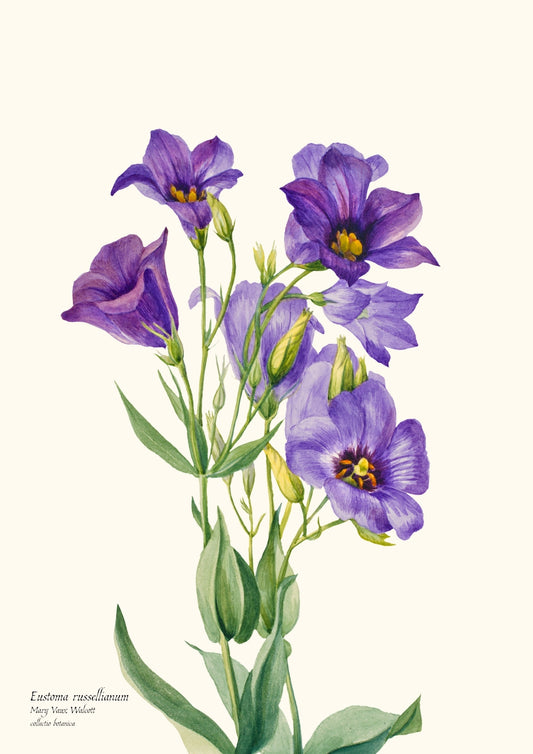 Eustoma russelianum