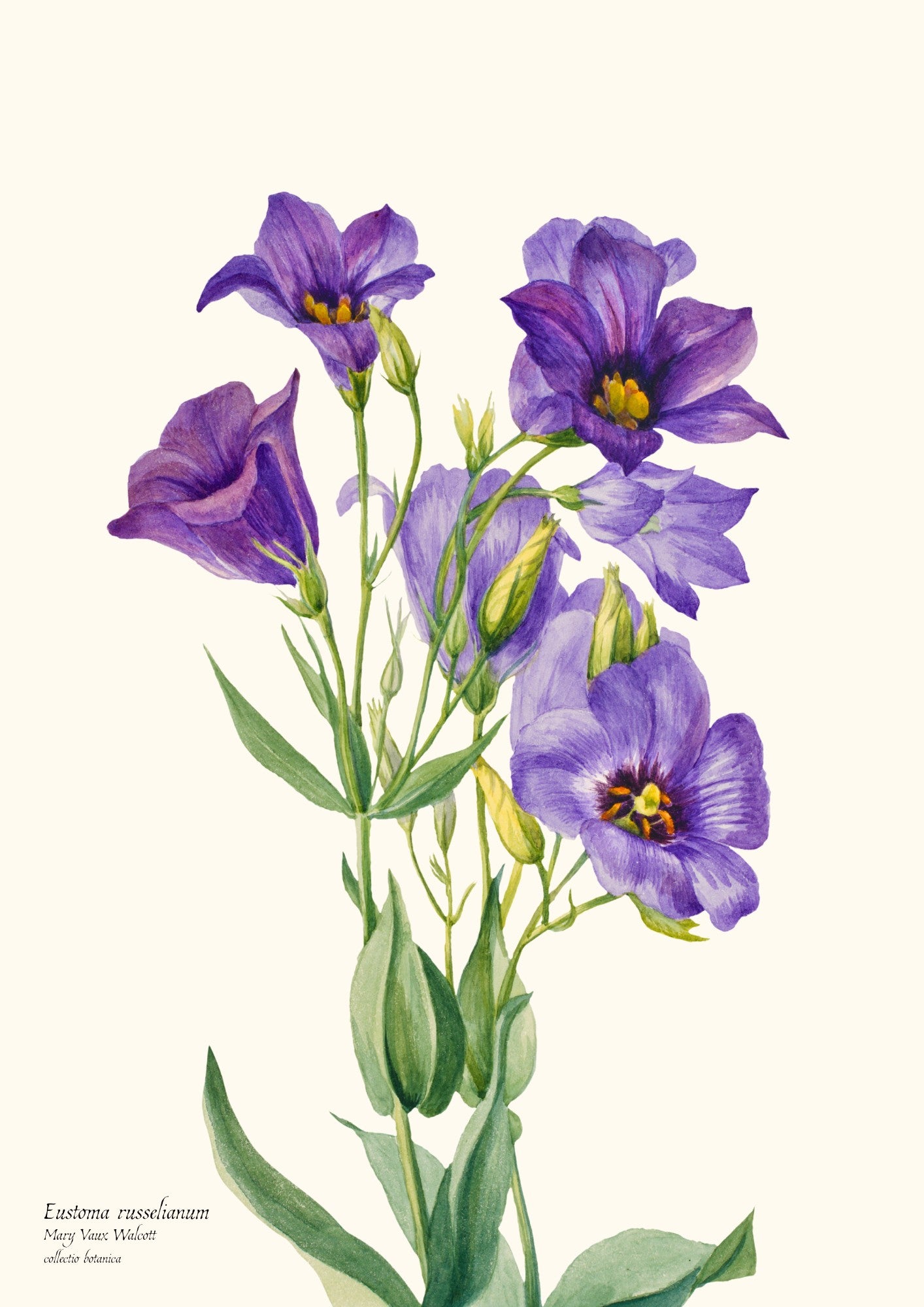 Eustoma russelianum