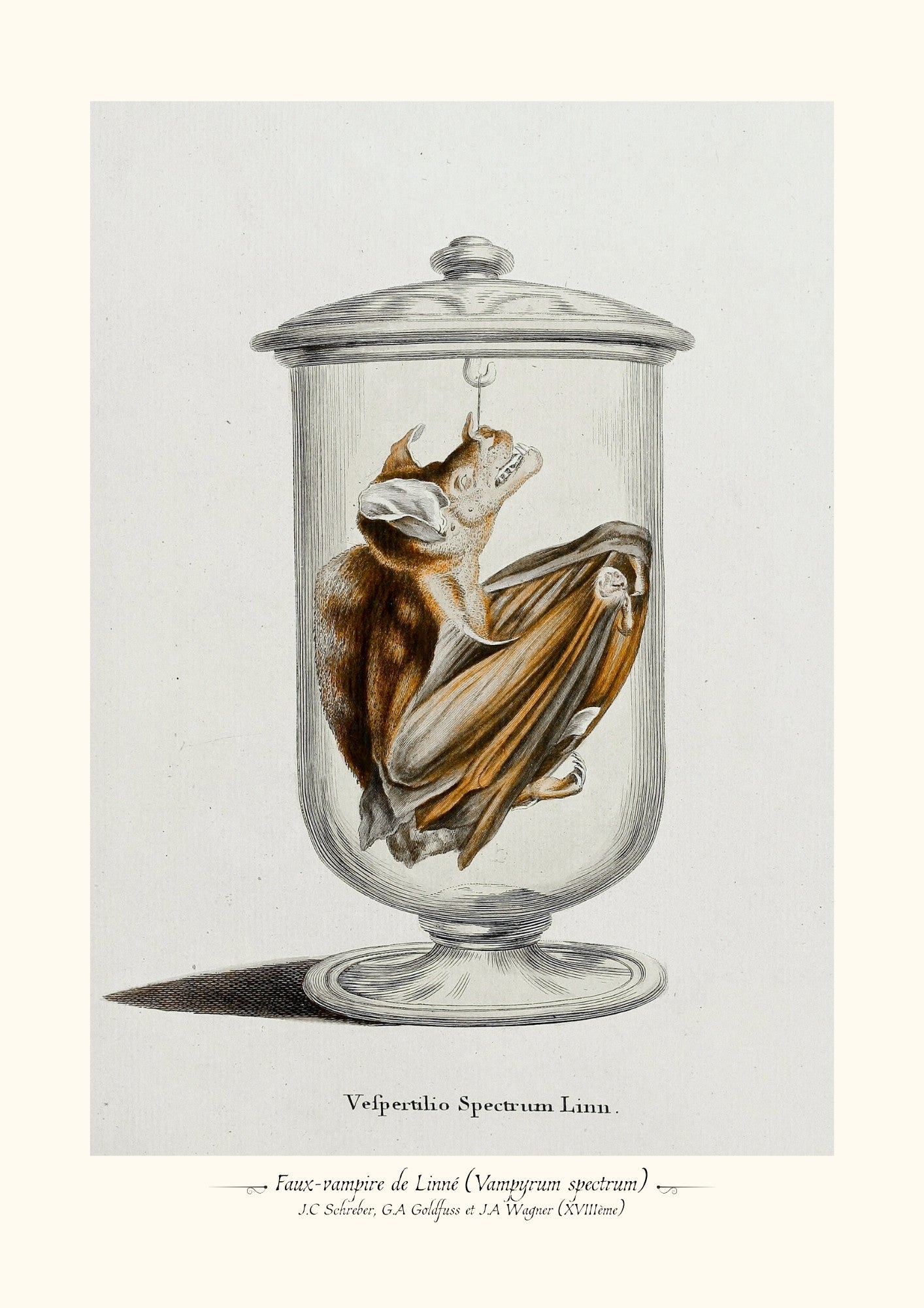 Faux-vampire de Linné