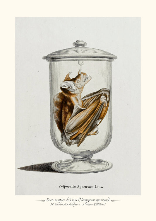 Faux-vampire de Linné