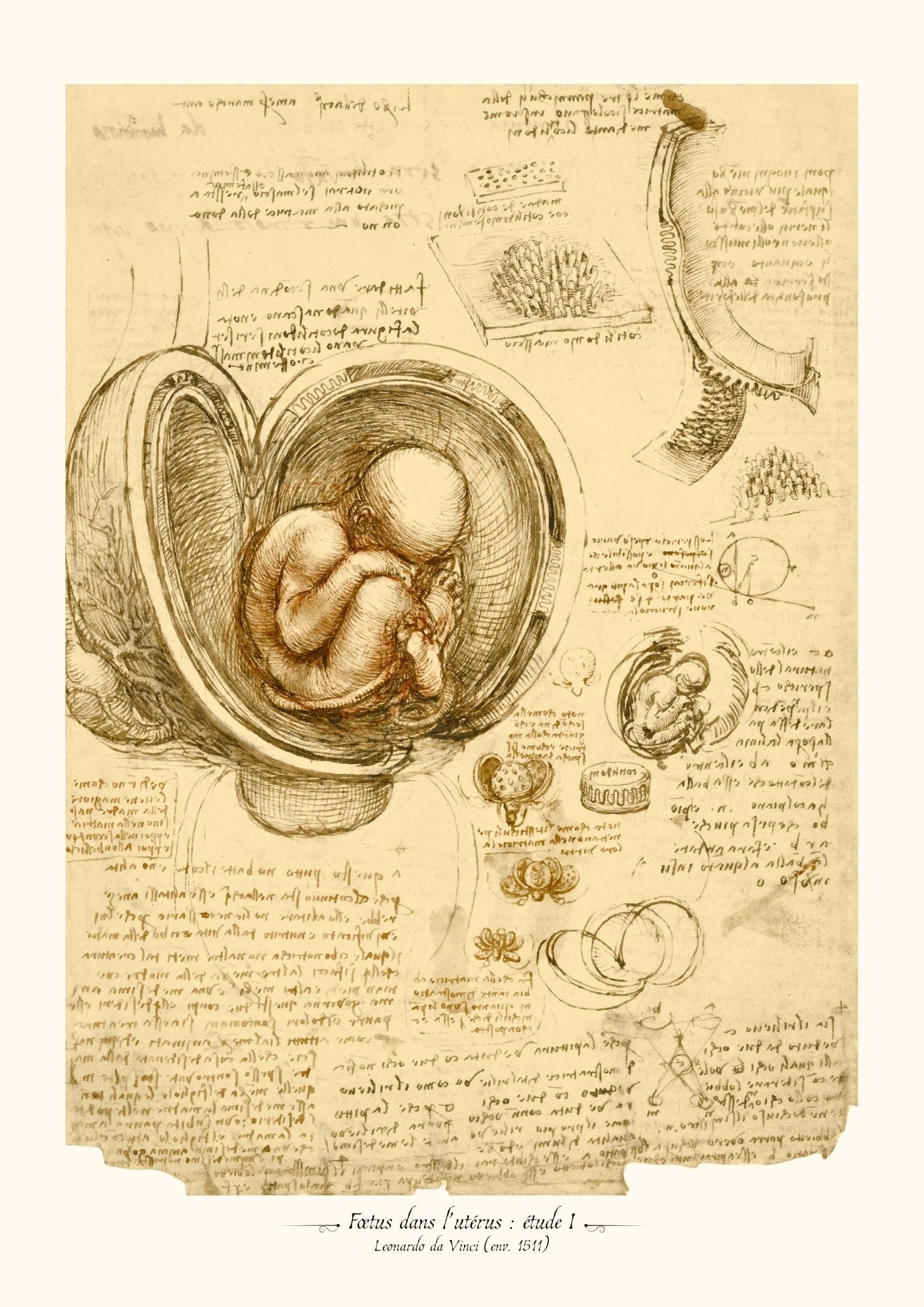 Fœtus dans l’utérus - De Vinci