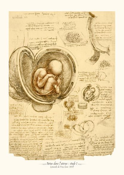 Fœtus dans l’utérus - De Vinci