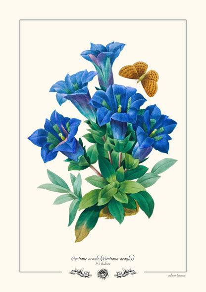 Gentiane acaule