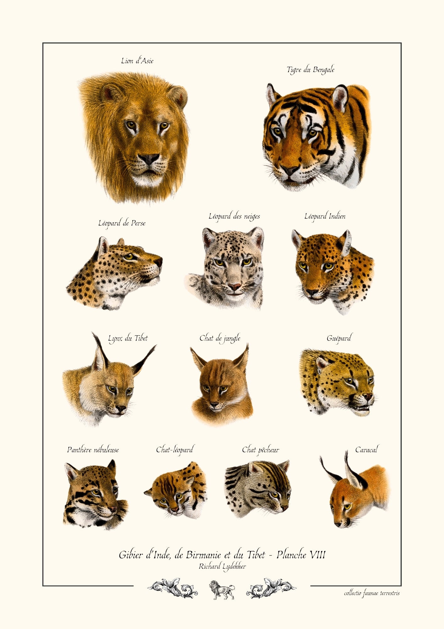 Gibier d’Inde, de Birmanie et du Tibet - Planche VIII