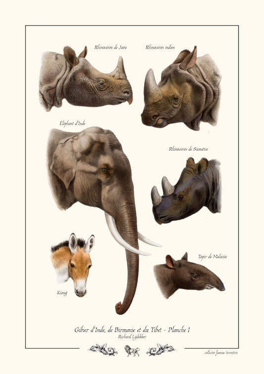 Gibier d’Inde, de Birmanie et du Tibet - Planche I