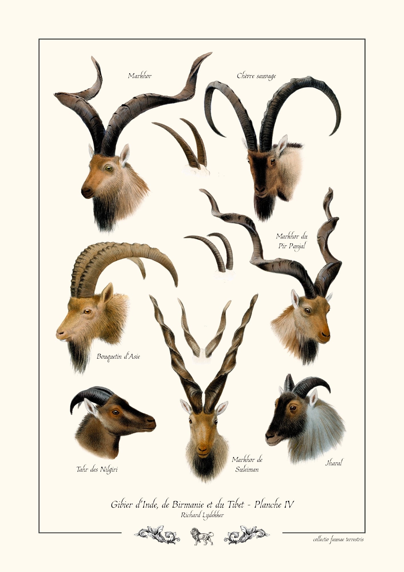 Gibier d’Inde, de Birmanie et du Tibet - Planche IV