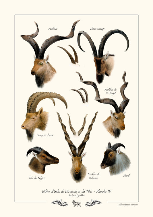 Gibier d’Inde, de Birmanie et du Tibet - Planche IV