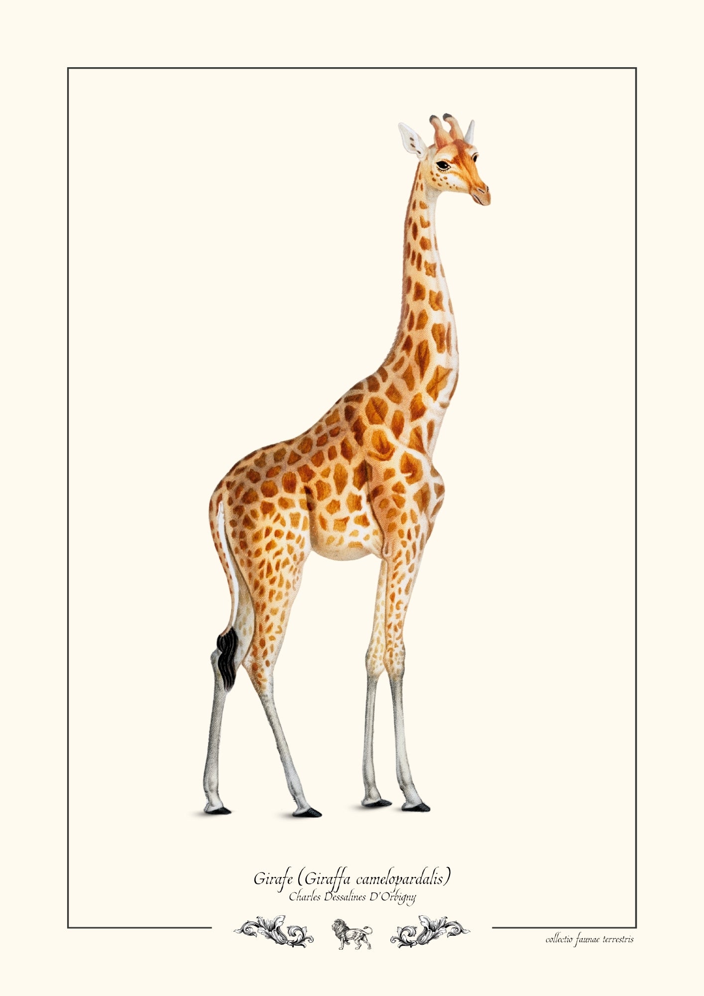 Girafe