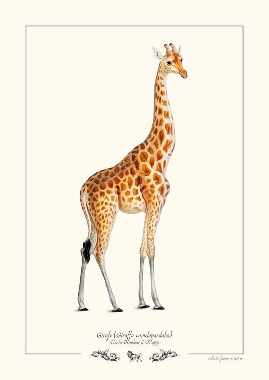 Girafe