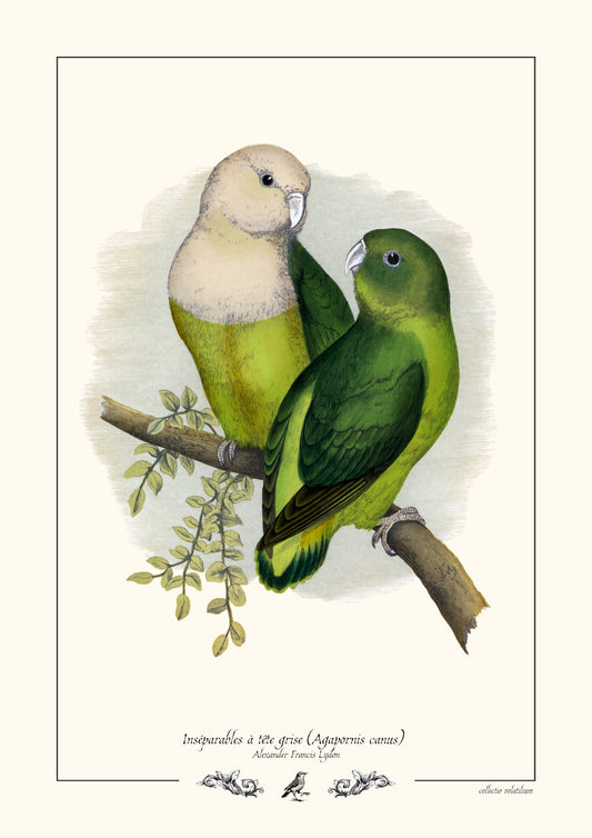 Inséparables à tête grise