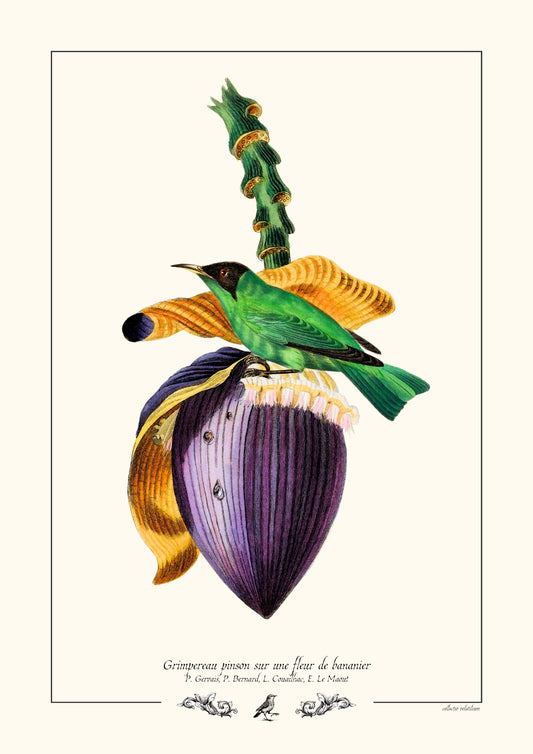 Grimpereau pinson sur une fleur de bananier