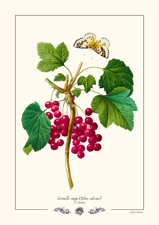 Groseille rouge