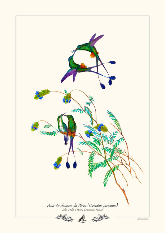 Haut-de-chausses du Pérou