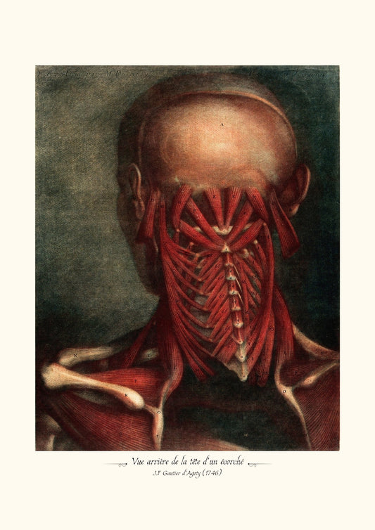 Vue arrière de la tête d’un écorché