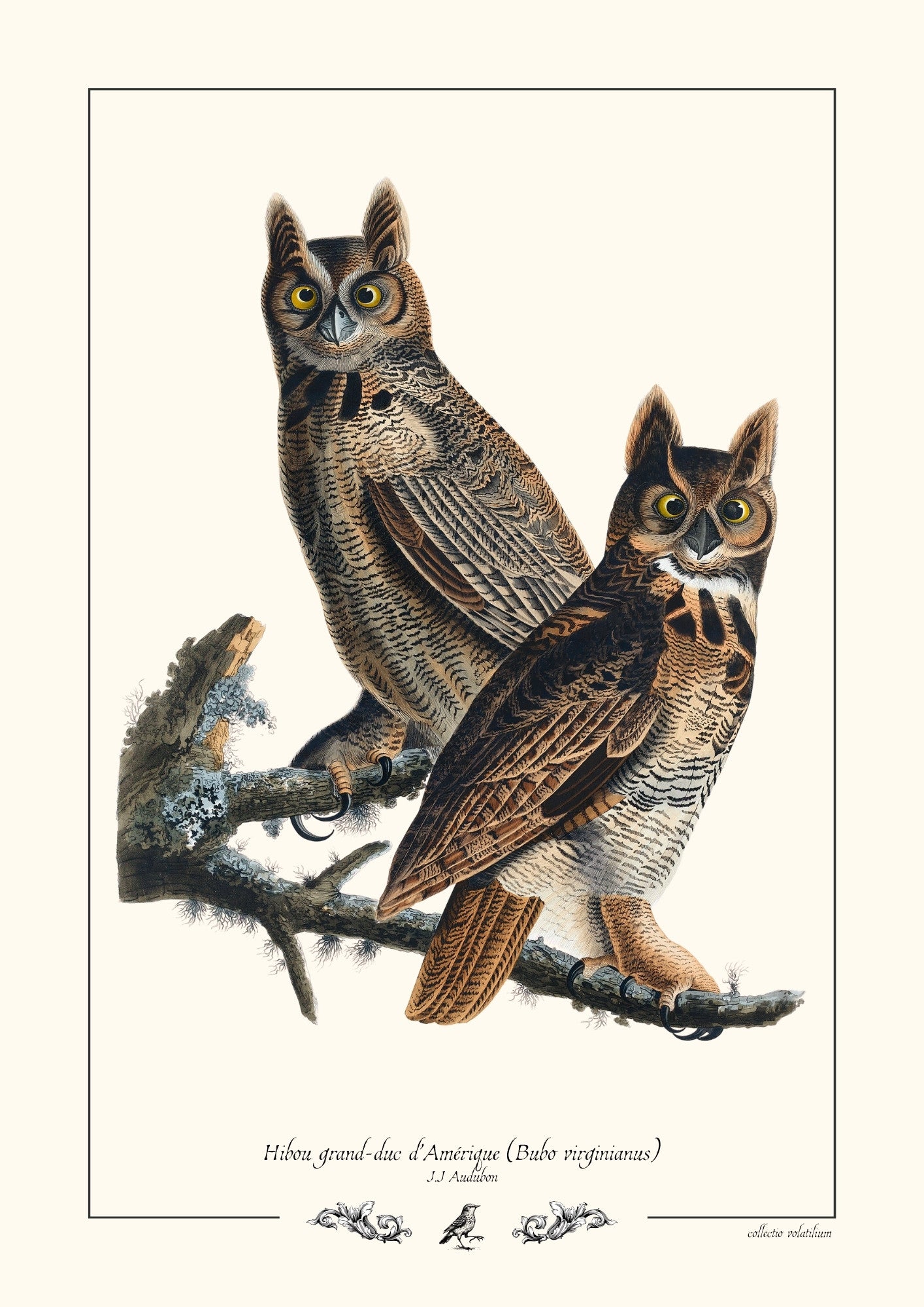 Hibou grand-duc d’Amérique