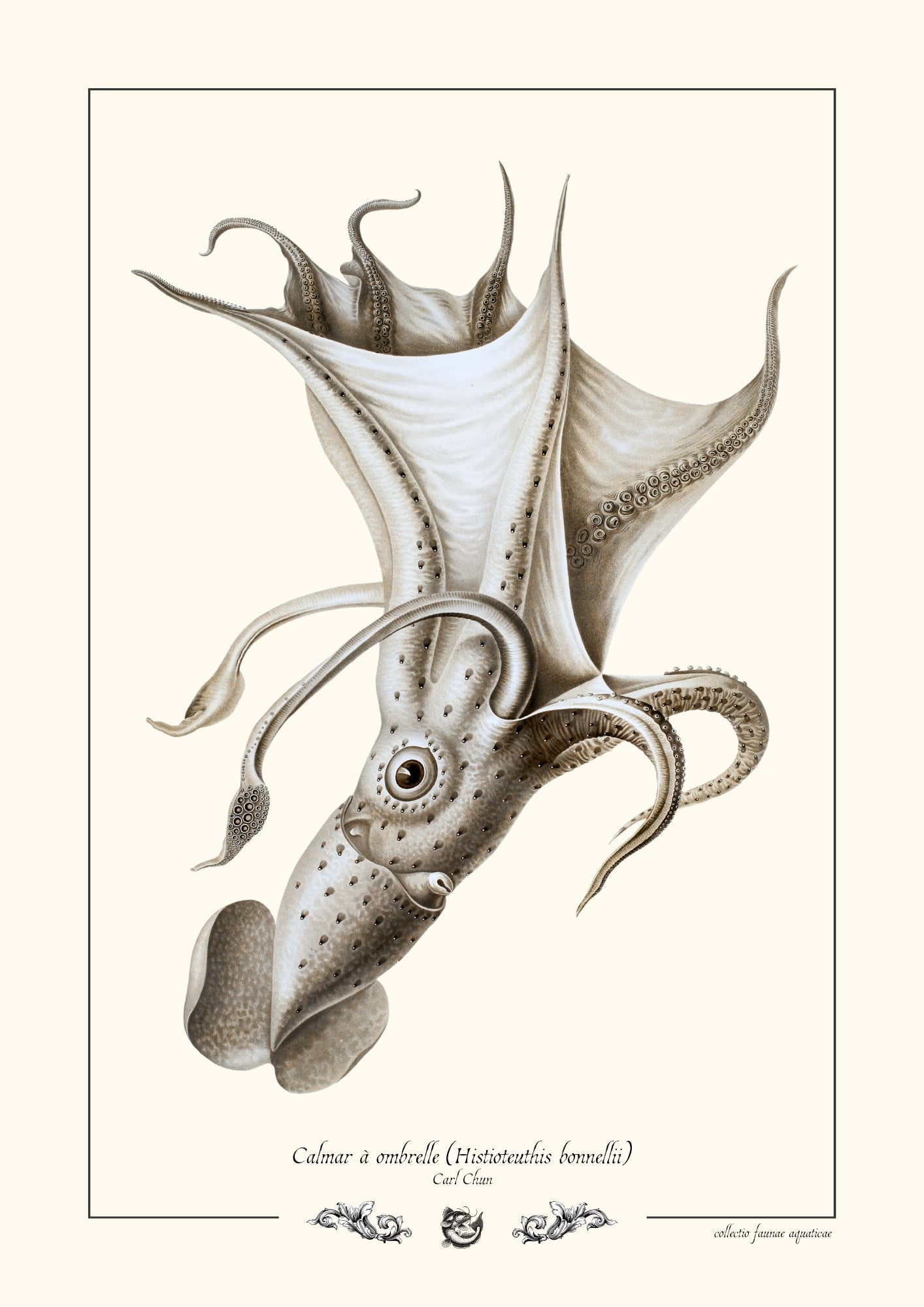 Calmar à ombrelle