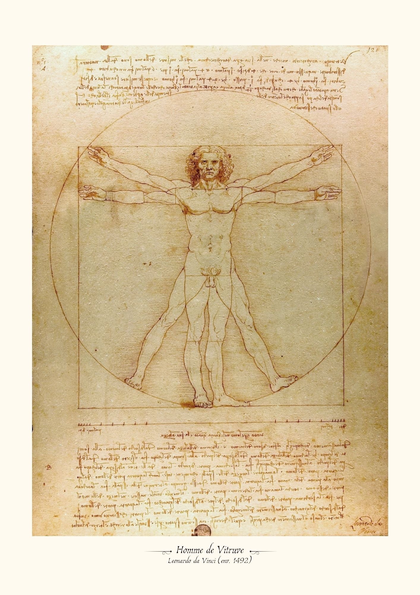 Homme de Vitruve - De Vinci