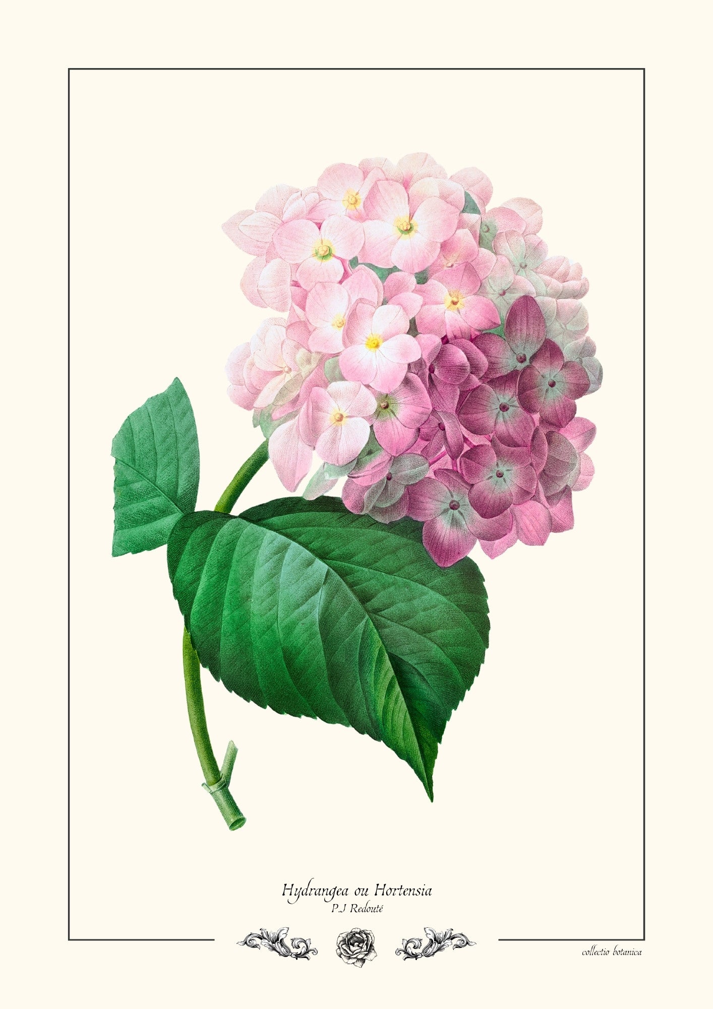 Hydrangea ou Hortensia