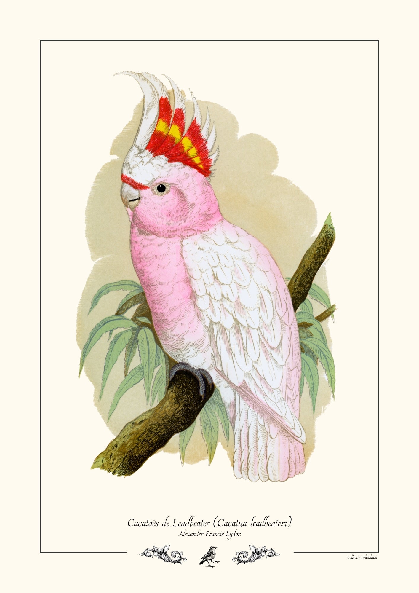 Cacatoès de Leadbeater