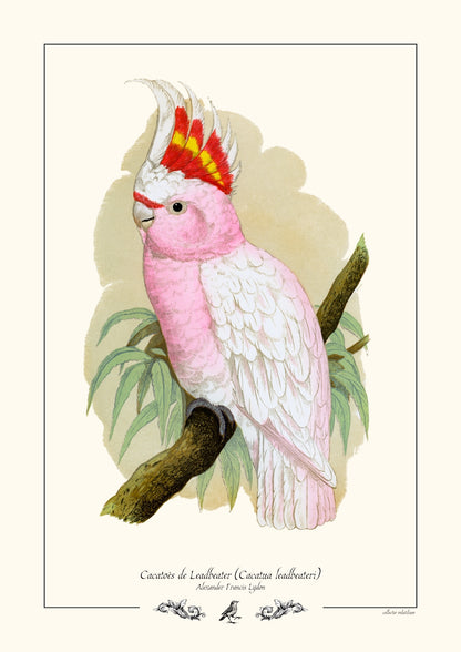 Cacatoès de Leadbeater