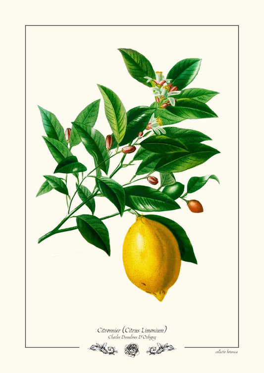 Citronnier