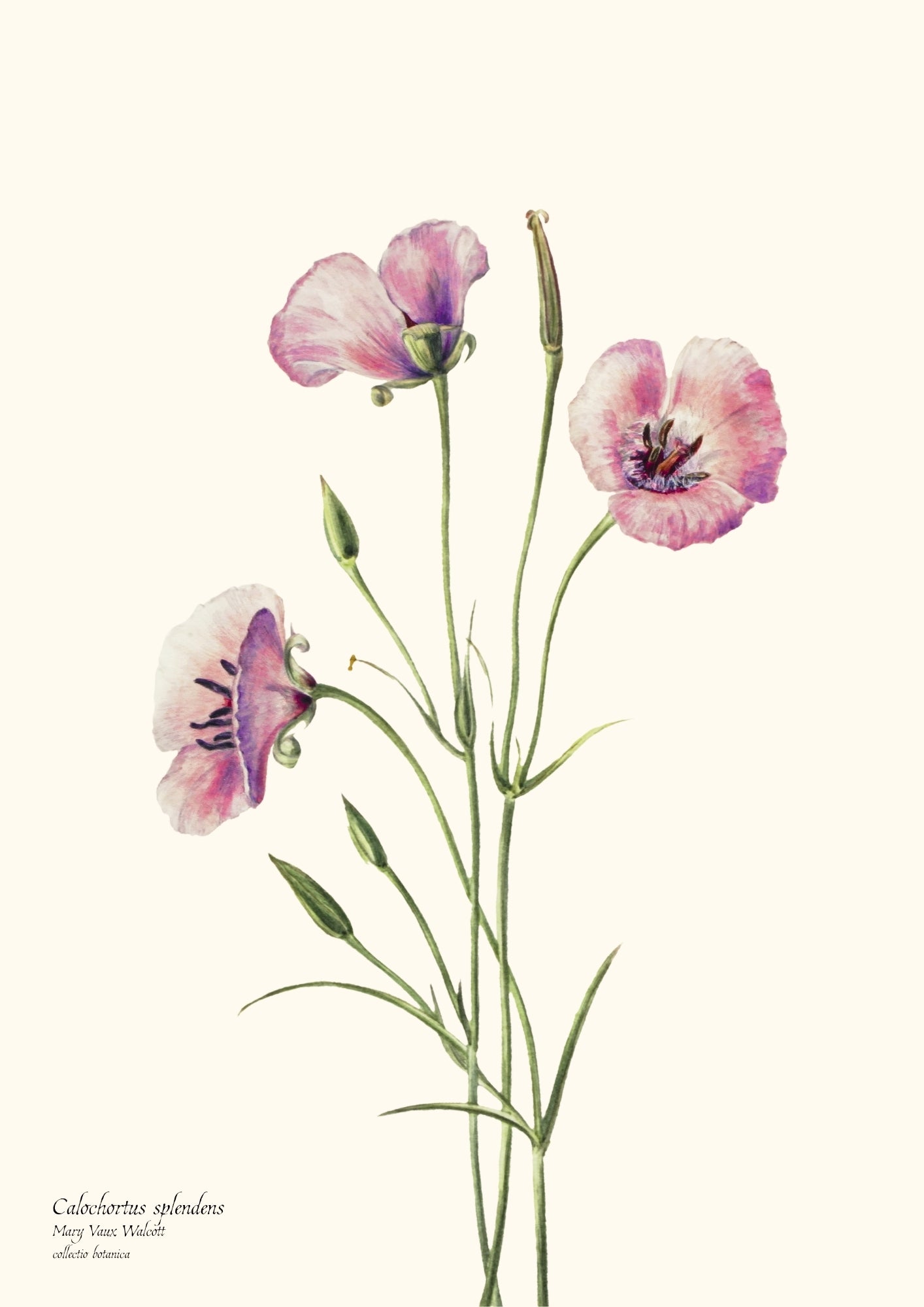Calochortus splendens