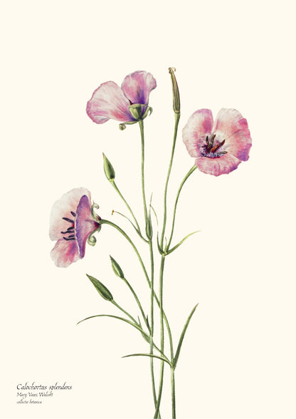 Calochortus splendens