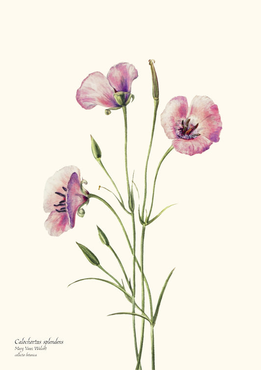 Calochortus splendens