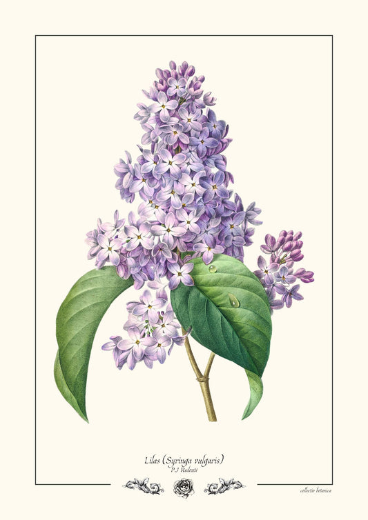 Lilas