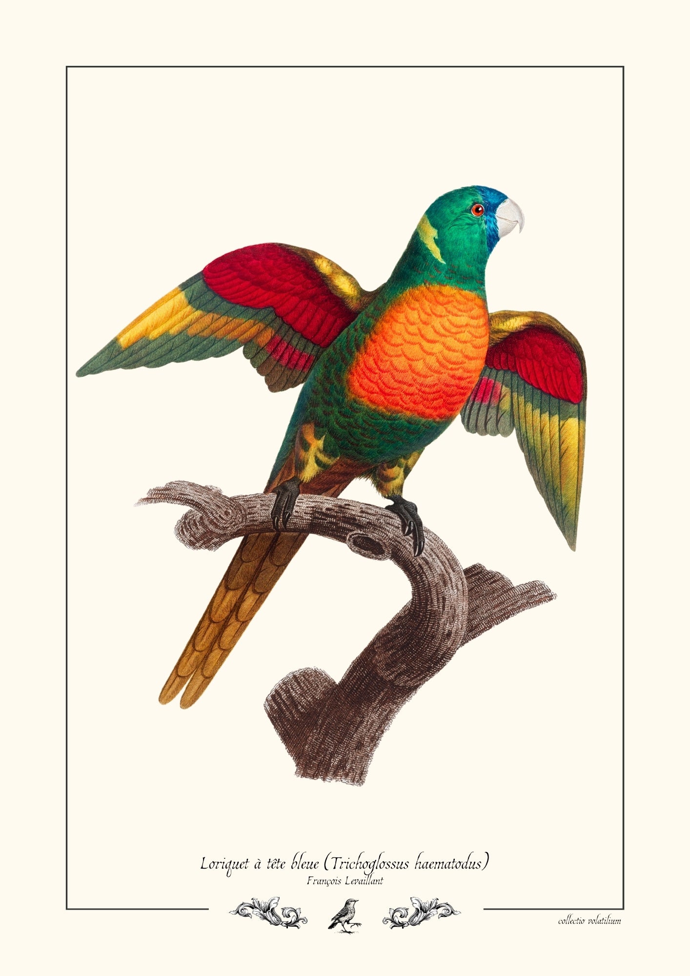 Loriquet à tête bleue